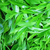 视频丨走进古茶秘境（下），感受瑶乡大地的自然馈赠！