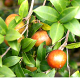 双牌朝阳村:油茶产业“产加销”全链条 结出移民增收“金果果”