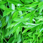 视频丨走进古茶秘境（上），感受瑶乡大地的自然馈赠！