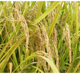 主特产业看宁远丨一粒素米香万家