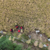 永州冷水滩:民兵助农忙 田间好 “丰” 光