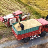 永州：科技助农显成效 金秋晚稻迎丰收