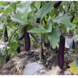 蓝山:秋茄喜迎丰收 小茄果撑起乡村振兴“大产业”