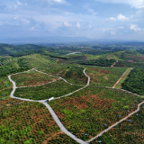 绿水青山溢“油香”——永州油茶产业高质量发展纪实