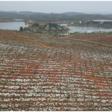 祁阳:油茶林下套种中药材靓丽又多金