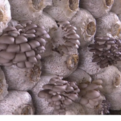 蓝山县花果园村:平菇种植闯出致富好“钱”景