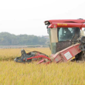 永州冷水滩:晚稻收割忙 遍地金黄粮满仓