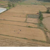 祁阳市下马渡镇:冬种油菜正当时 田间移栽农事忙
