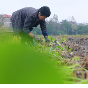 蓝山县：油菜移栽忙（组图）