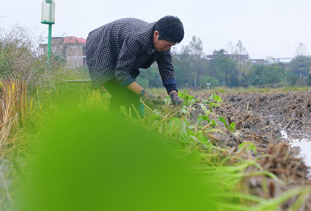蓝山县：油菜移栽忙（组图）