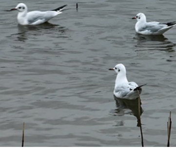 蓝山县首次发现红嘴鸥过境 湿地好生态引“远方来客”