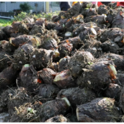 蓝山县：香芋丰收富乡村 佳味香飘粤港澳