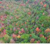 漫山枫叶,专治“班味”!本周末,去零陵井塘尾打卡