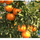 蓝山县新圩镇神溪村:200余亩耙耙柑甜蜜上市