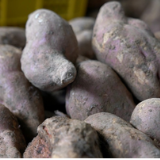 蓝山县楠市镇:“土疙瘩”摇身一变“金片片” 小红薯串起富民大产业