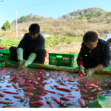 宁远:红皮萝卜喜获丰收 特色产业助农增收