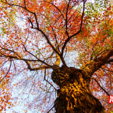 永州冷水滩:又是一年乌桕红 冬日里的限定美景