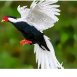 双牌上梧江瑶族乡:首次发现国家二级保护动物白鹇