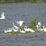 江华：候鸟迁徙季 涔天河湿地开启“护航模式”