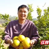 湖南新田：猪场“废料”变果园“营养液”  生态循环农业结出“黄金果”