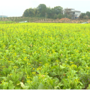 祁阳蔬菜：产业提质 融湾提速