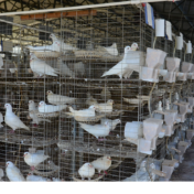 零陵：“鸽”声嘹亮唱响富民曲