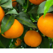 零陵：沃柑丰收铺就乡村致富路