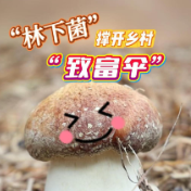 视频丨冷水滩：“林下菌”撑开乡村致富伞