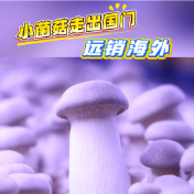 视频丨冷水滩：小菌菇走出国门 远销海外