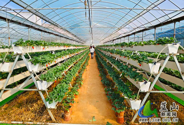 蓝山：巧用育秧大棚空窗期 接茬轮作促增收
