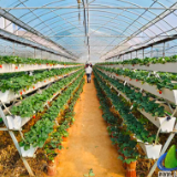 蓝山：巧用育秧大棚空窗期 接茬轮作促增收