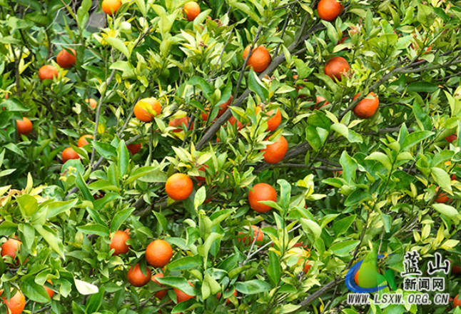 蓝山县：柑橘喜获丰收 果园迎客正当时