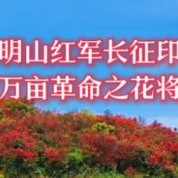 湖南双牌阳明山：“革命之花”高山红杜鹃4月下旬上线