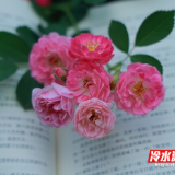 永州冷水滩：春日花廊引客来