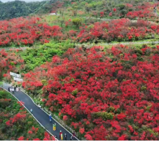 网友航拍丨“拨云见日”映红霞！湖南双牌阳明山万亩杜鹃浴光绽放
