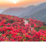 达人追花丨遥望碧海：4月29日阳明山日出花海实拍