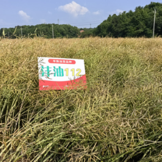 永州市农科所：科技赋能 助力衡东县“稻稻油”种植模式首获成功
