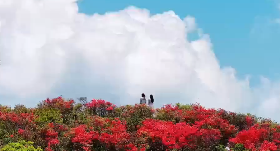 宁远：高山杜鹃红 游客踏香来