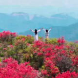 湖南宁远：高山杜鹃红 游客踏香来