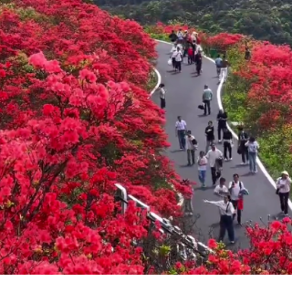 达人追花丨遥望碧海：5月1日阳明山花海实拍