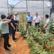 江华政协：开展专题调研 培育差异化产业赋能乡村振兴