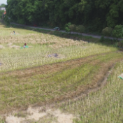 双牌：万亩油菜喜丰收 乡村振兴谱新篇