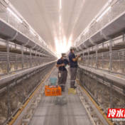 永州冷水滩：40万羽蛋鸡开启“智能生活”