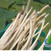 蓝山：夏食鲜藕尖 藕农采摘忙