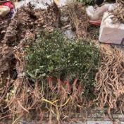 蓝山县“端午药市”火爆开市 中医药文化氛围浓