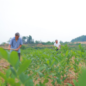 永州冷水滩：中药材开出致富“良方”