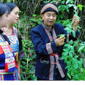 端阳纪丨千年瑶药承古韵 百草飘香江华药市开
