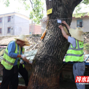 永州冷水滩：加强古树名木保护 守护“有生命的文物”