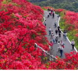 双牌阳明山：十万亩高山杜鹃“花海”变“人海” “颜值”变“产值”