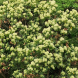 江华：勾挂岭上板栗花开